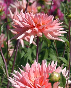 Dahlia Preference3